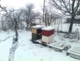 /album/moja-vcelnica-vcelarsky-rok/moje-2-ule-jan-2013-jpg/